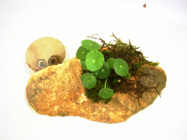 画像1: 伊予鉢 蟻の木オレンジ縞 5cm穴　うちわ銭草+しっぽごけ+しのぶごけ