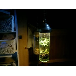 画像: さゞれ鉢瓶栽+LED+明治〜昭和セード＝3308サイビンマン