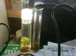 画像4: さゞれ鉢瓶栽+LED+ラボ設備 鉱物標本的培養試験管
