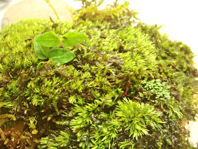 画像: 伊予鉢 上尾白　おもこさん 山苔+はいごけ+生水苔+つげ？の苗