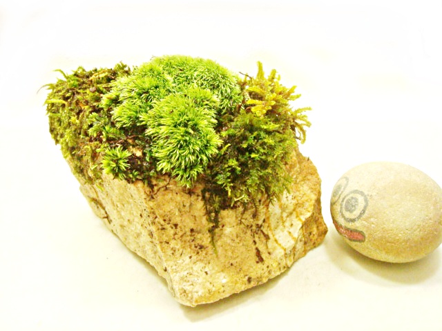 画像: 伊予鉢 上尾白　おもこさん 山苔+はいごけ+生水苔 縞原石