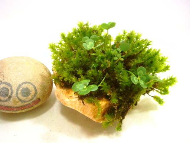 画像: ミニ伊予鉢　水が好きな苔、斑入り水陸両用四葉のクローバ
