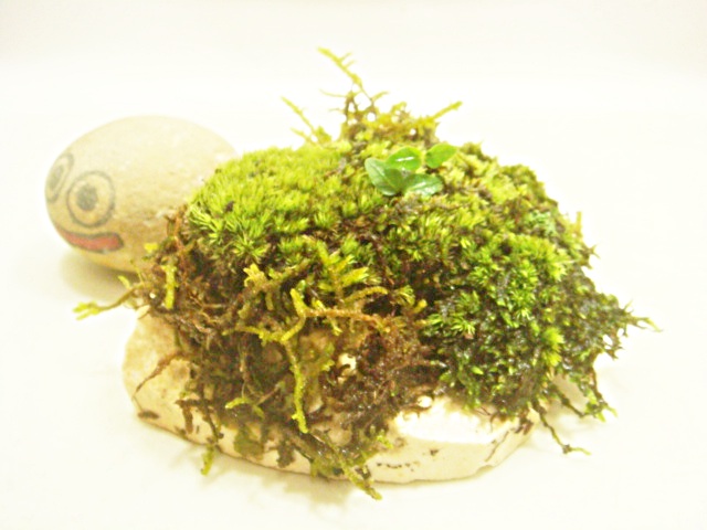 画像: 伊予鉢 上尾白　おもこさん 山苔+はいごけ+生水苔+つげ？の苗
