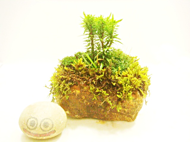 画像: 伊予鉢　蟻の木　おばけすぎごけ？+おおすぎごけ+すぎこけ+生水苔
