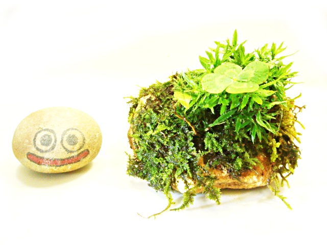 画像: 伊予鉢 上尾桃柿　しのぶ苔+斑入り水陸両用四葉のクローバ+杉苔お化け？+杉苔+はいごけ