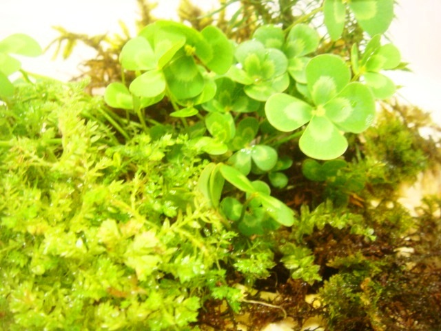 画像: 伊予鉢 上尾白　しのぶ苔+斑入り水陸両用四葉のクローバ+杉苔お化け？+くっしょんもす+ほか