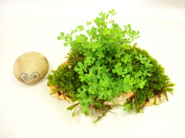 画像: 伊予鉢 上尾桃 5cm穴　つぼ苔？+斑なし水陸両用四葉のクローバ